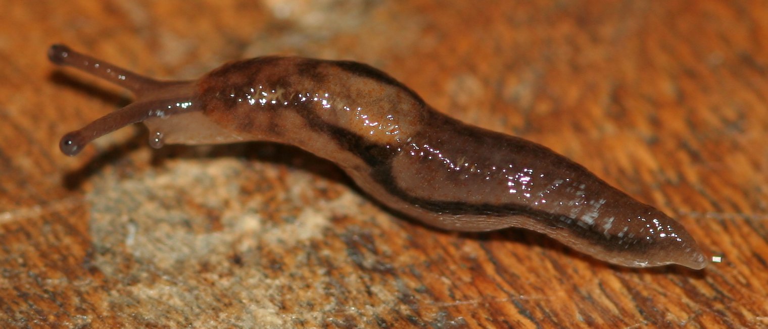 Limacidae dal Lago Brasimone